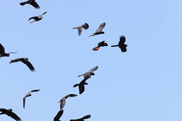 istock Red Tailed Black Cockatoo (Calyptorhynchus banksii) Queensland , Australia 2249710031