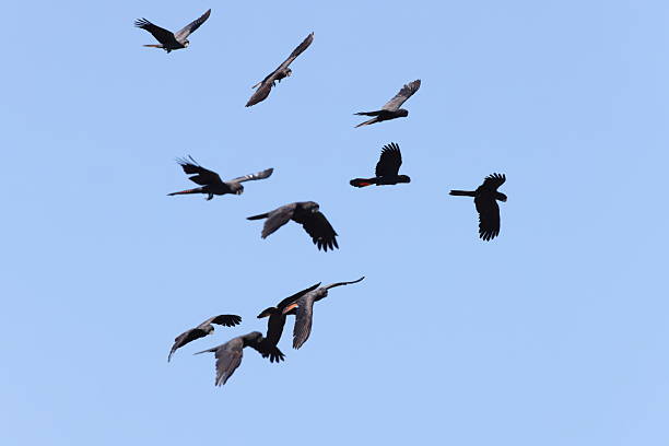 istock Red Tailed Black Cockatoo (Calyptorhynchus banksii) Queensland , Australia 2249710071