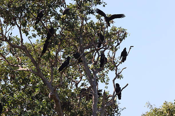 istock Red Tailed Black Cockatoo (Calyptorhynchus banksii) Queensland , Australia 2249710321