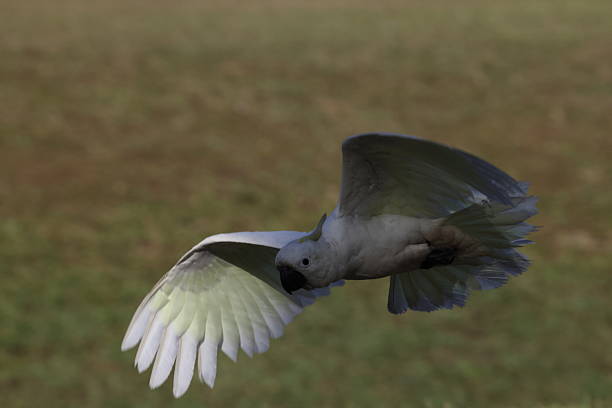 Sulphur-Crested Cockatoo (Cacatua galerita),  Queensland, Australia