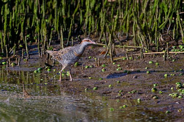 An illusive clapper rail hunts for worms in a mud flat in Huntington Beach State Park, South Carolina.