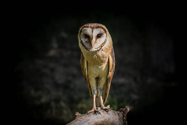 istock Barn Owl, tyto alba, stands on a branch 2249713867