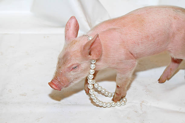 A cheerful child enjoys bonding with pet pigs in a farmyard under golden sunlight. The moment captures the harmony between animals and humans, portraying happiness, friendship, and rural life.