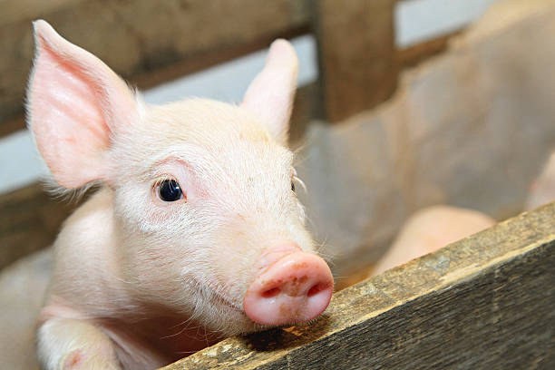 istock Piglet Wooden Fence 2249717296