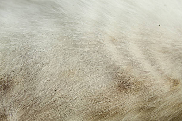 istock Close up of white cat fur texture 2249719392