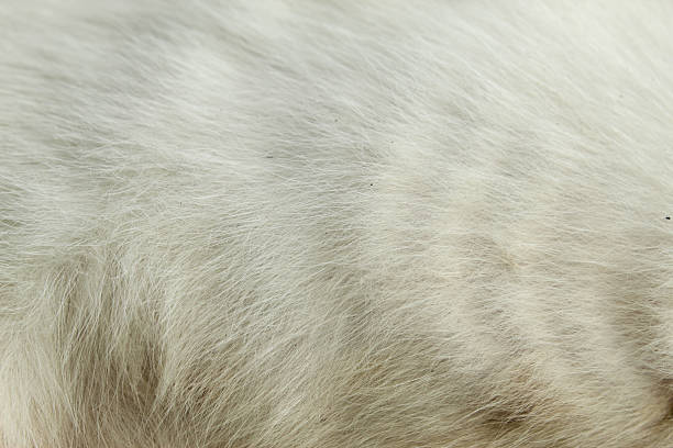 Close up of white cat fur texture