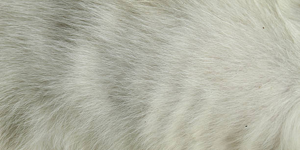 istock Close up of white cat fur texture 2249719399