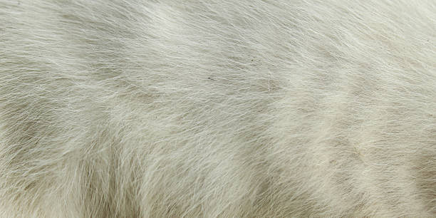 istock Close up of white cat fur texture 2249719401