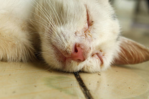 istock Close up of a sleeping white cat 2249719859