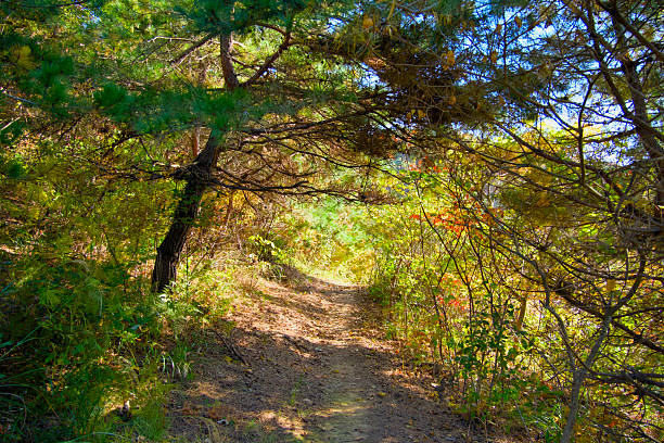 The view of the forest on a clear day