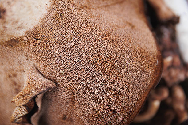Wild sarcodon imbricatus,edible mushroom