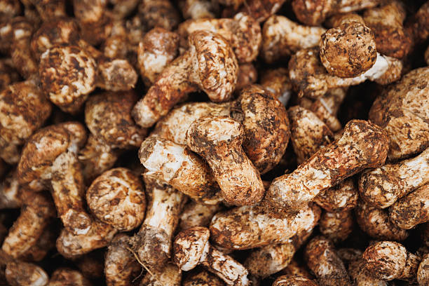 Delicate white mushrooms gathered together, showcasing their earthy tones and textures, awaiting discovery by chefs.