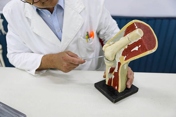 istock Biology Instructor Holding Anatomical Model During Lesson 2249722846