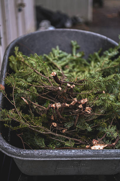 Cut evergreen branches filling a utility tub after holiday season cleanup
