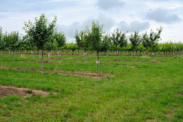 istock Young cherry orchard. Sheep wool is attached to each tree. 2249723002