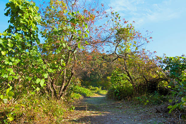 An autumn trail of trees and grass