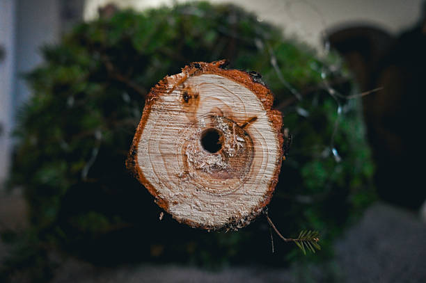 istock Christmas tree trunk cross-section with annual rings 2249723259