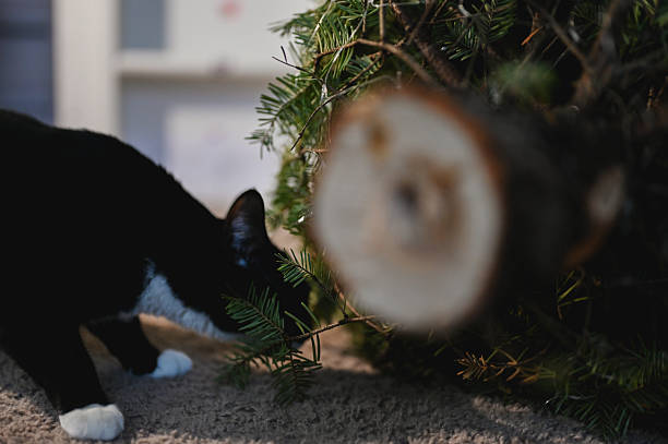 Tuxedo cat smelling pine needles of new christmas tree on carpet