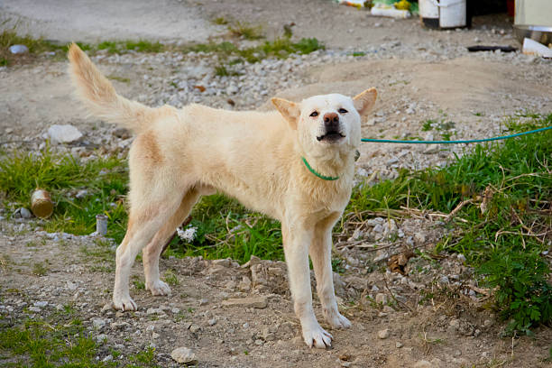 A dog I met along the street