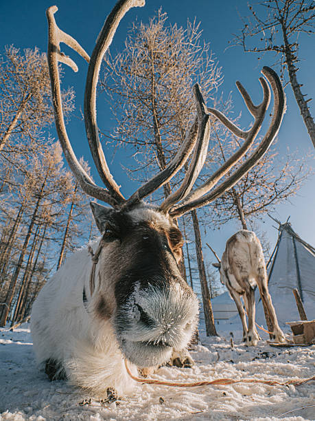 Four reindeers running very fast