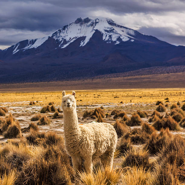 Close-up of an alpaca standing among colorful wildflowers under a bright sky. Woolly alpacas enjoying a serene meadow.