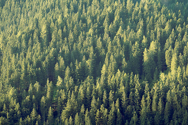 istock Green pine and spruce forest from above 2249729470