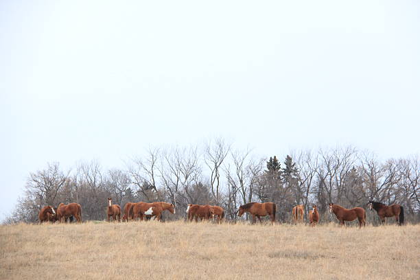 istock In the Pastures Around The Valley 2249729647