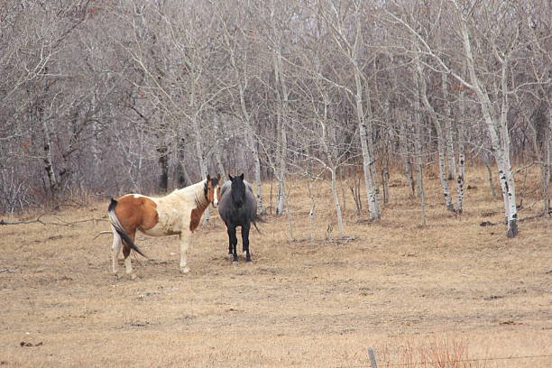 istock In the Pastures Around The Valley 2249730162