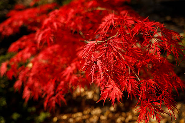 istock Red leaves on the bushes on a sunny day 2249731897