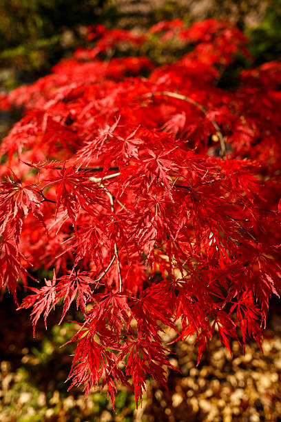 istock Red leaves on the bushes on a sunny day 2249731985