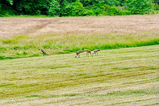 Sandhill Cranes on a field field in summer on Graham Island in Haida Gwaii, BC, Canada