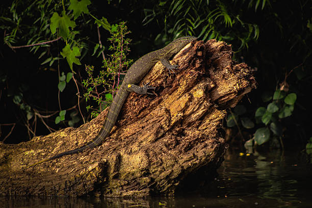 istock Nile Monitor in Morning Light 2249732080