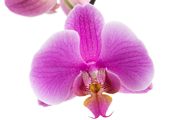 istock Beautiful violet home flowers orchids. 2249733197