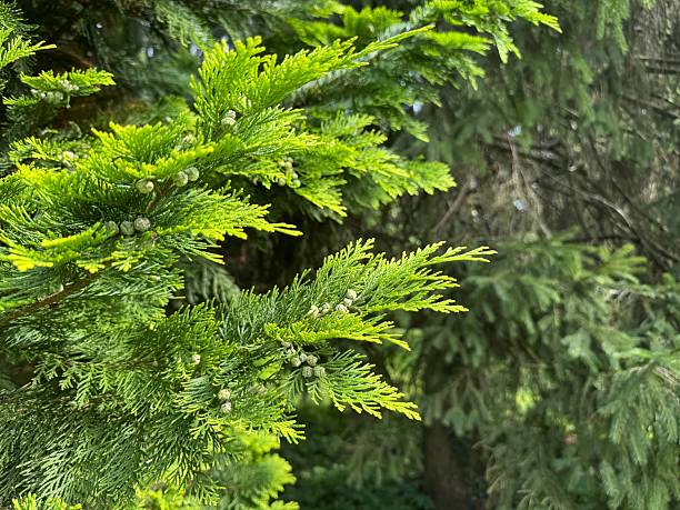 istock Macro view of green branches, green natural background, background thuja trees, green branches of native shade, macro photo of a Christmas tree 2249734734