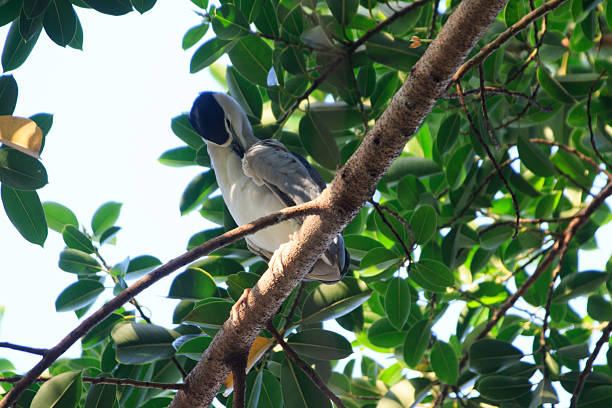 Hong Kong Wildlife