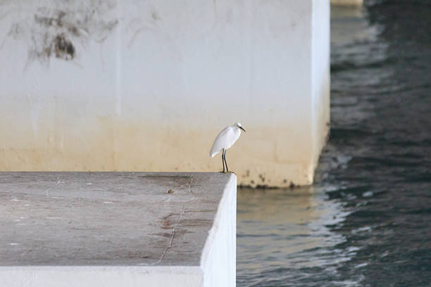 Hong Kong Wildlife