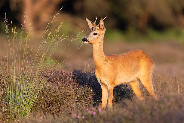 istock Roe deer standing gracefully in the Westerheide heathland during golden hour in the Netherlands 2249736134