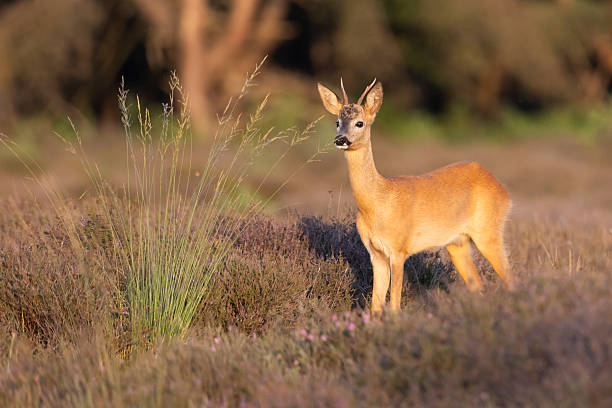 istock Roe deer standing on Westerheide heathland in the Netherlands during golden hour 2249736170