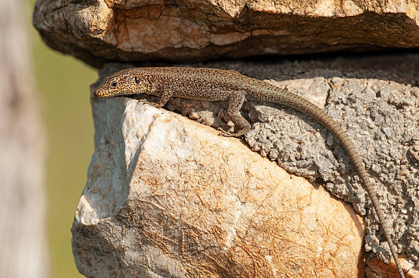 istock A small brown-spotted lizard resting on textured, brown rocks. Lacerta danfordi anatolica. 2249736685