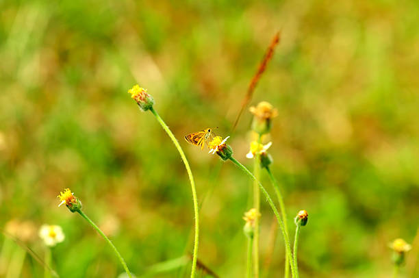 Small Butterfly on a Wildflower in a Green Meadow