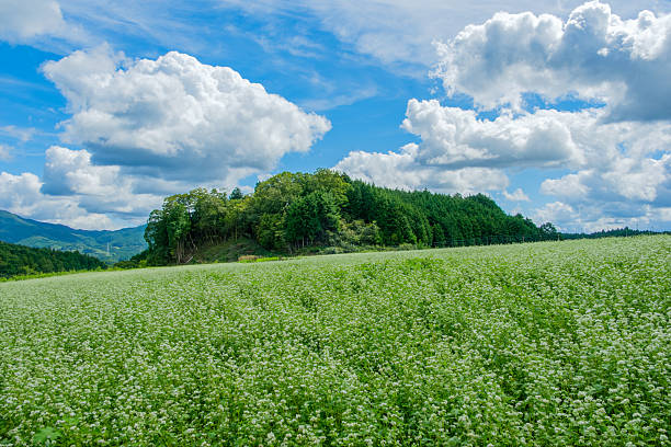 istock Buckwheat Field Under a Bright Summer Sky 2249737218