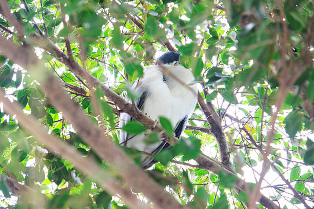 istock Hidden Napper: Black-Crowned Night Heron Preening in Leaves 2249737385