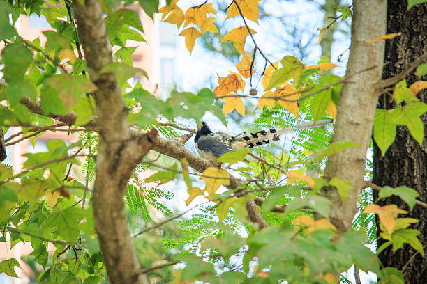 Hong Kong Wildlife