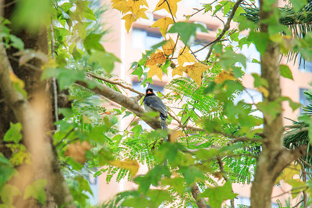 Hong Kong Wildlife
