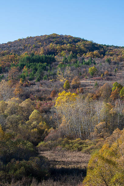 istock A dense autumn landscape featuring a mix of colorful shrubs, bare branches, and early fall foliage. 2249741295