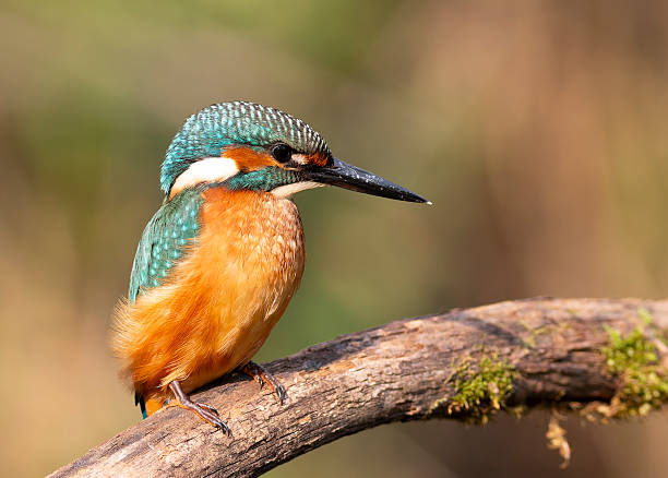 istock Close-up Side Profile of a Kingfisher on a Branch 2249742214