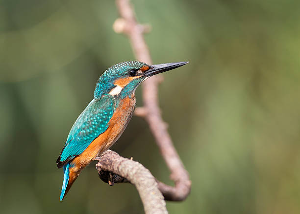 istock Common Kingfisher Perched by the Riverbank 2249742232