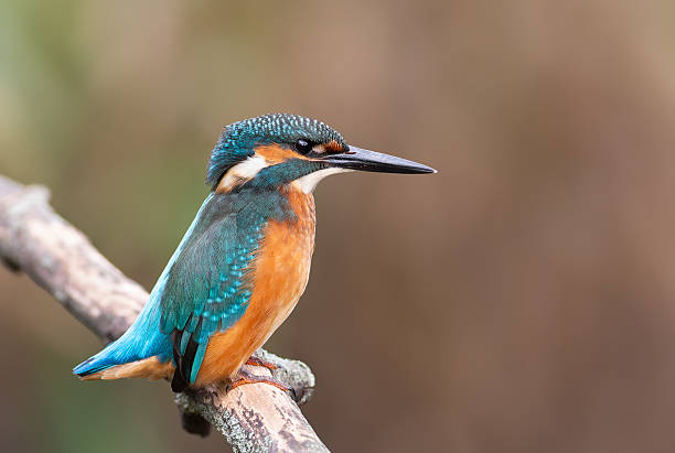 istock Kingfisher in profile on a branch above the water, sitting with its tail raised 2249742233