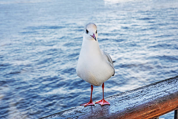 Seagull on the harbour at Oak Bluffs, Martha's Vineyard.