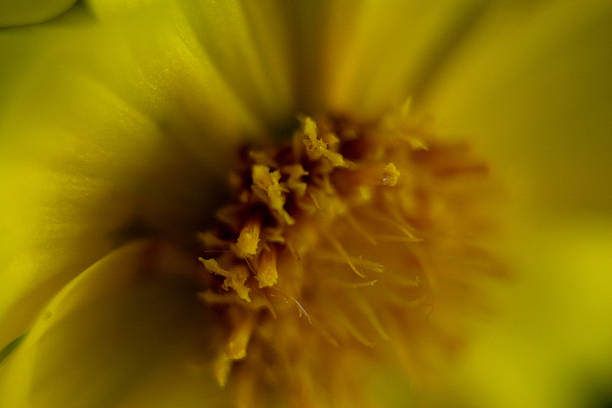 Macro photograph of a yellow daisy.